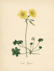 Geitefotvedsyre, Oxalis caprina. Hentet fra en illustrasjon av Sydenham Edwards i William Curtis' "" Botanical Magazine."" Håndkolorert sinkograf av C. Chabot tegnet av Miss MA Burnett fra hennes "" Plantae Utiliores: or I
