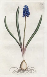 Druehyacintlitografi av Sydenham Edwards (1768-1819), tallerken fra Botanical Magazine av William Curtis (1746-1799)