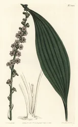 Grønnblomstret teta, Peliosanthes teta. Håndfarget kobberstikk av F. Sansom Jr. etter en illustrasjon av Sydenham Edwards fra William Curtis' Botanical Magazine, T. Curtis, London