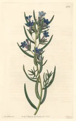 Gremil a rosmarinblader, hjemmehørende på Sicilia - Water forte av S. Watts fra en illustrasjon av Sarah Anne Drake (1803-1857), fra Botanical Register
