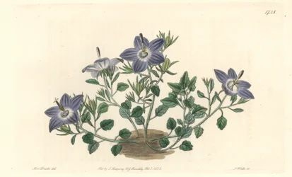 Hårete-bladede campanule, hjemmehørende i Italia - Strong water av S. Watts fra en illustrasjon av Sarah Anne Drake (1803-1857), fra Botanical Register