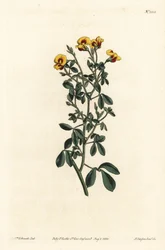 Hårete goodia, Goodia lotifolia var. pubescens (Goodia pubescens). Håndfarget kobberstikk av F. Sansom Jr. etter en illustrasjon av Sydenham Edwards fra William Curtis