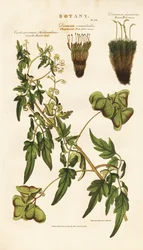 Hjertefrøplante og mosearter