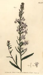 Heath lobelia, Lobelia urens, Polygamia monogamia. Håndfarget kobberstikk av F. Sansom av en botanisk illustrasjon av Sydenham Edwards for William Curtis