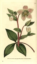 Blek eller svart julerose - Blek eller purpurfarget julerose, Helleborus lividus. Håndkolorert kobberstikk etter en botanisk illustrasjon av James Sowerby fra William Curtis