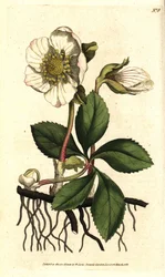 Svart nyserot eller julerose, Helleborus niger. Håndkolorert kobberstikk etter en botanisk illustrasjon av Sydenham Edwards fra William Curtis