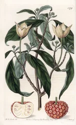Himalayan Dogwood - Gravert tavle av S.Watts, fra en illustrasjon av Sarah Anne Drake (1803-1857), fra Botanical Register of Sydenham Edwards (1768-1819), England