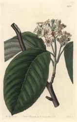 Himalaya fjellaske - S. Watts Strong Water fra en illustrasjon av Sarah Anne Drake (1803-1857), fra Botanical Register