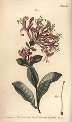 Kaprifolium, Lonicera caprifolium, Monogynia. Håndfarget kobberstikk av F. Sansom av en botanisk illustrasjon av Sydenham Edwards for William Curtis