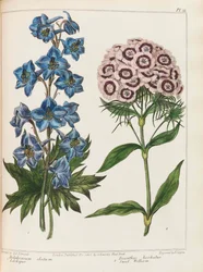 Illustrasjon fra Praktisk hagearbeid av Alexander McDonald, 1807.