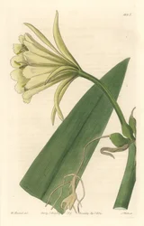 Ismene, Narcissus or Daffodil of Peru - Strong Water av S. Watts fra en illustrasjon av Sarah Anne Drake (1803-1857), fra Botanical Register