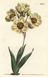 Ixia abbreviata (Fløtefarget flekket ixia, Ixia maculata v. ochroleuca). Håndfarget kobberstikk av F. Sansom Jr. etter en illustrasjon av Sydenham Edwards fra William Curtis' Botanical Magazine, T. Curtis, London