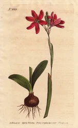 Ixia rosa. av den sørafrikanske liljefamilien, beskrevet med løk og blader. Rose farget ixia, en vakker rosa blomst fra liljefamilien fra Sør-Afrika, vist med løk og blader til venstre. Ixia latifolia (Ixia capillaris). Håndfarget kobberplate no