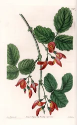 Kennedia macrophylla, plante hjemmehørende i Australia, sjeldne truede arter - Plate gravert av S. Watts, fra en illustrasjon av Sarah Anne Drake (1803-1857), fra Botanical Register of Sydenham Edwards (1768-1819), England