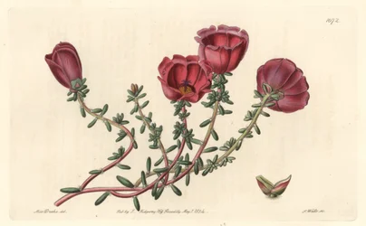 Storblomstret portulak eller elleve-timers ridder, hjemmehørende i Chile - S. Watts sterkt vann fra en illustrasjon av Sarah Anne Drake (1803-1857), fra Botanical Register