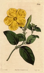 Stor knallgul savanneblomst, hjemmehørende i Jamaica og Santo Domingo. Større savanneblomst med levende gul blomst, hjemmehørende i savannene på Jamaica og St. Domingo. Echites suberecta. Håndfarget kobberstikk fra en botanisk illustrasjon