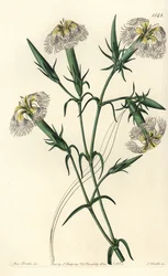 Libanonnellik (art i fare) - Rosa av Libanon, Dianthus libanotis. Utrydningstruede arter. Håndfarget kobberstikk av S. Watts etter en illustrasjon av Miss Sarah Drake fra Sydenham Edwards