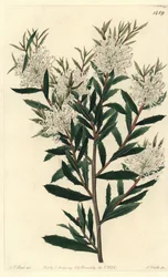 Linærbladet hakea, Hakea linearis. Håndfarget kobberstikk av S. Watts etter en illustrasjon av JT Hart fra Sydenham Edwards' Botanical Register, Ridgeway, London
