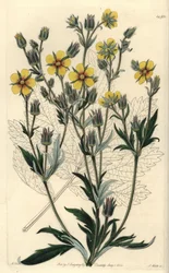 Langbladet cinquefolia variete - Potentilla longifolia (Viscid cinquefoil, Potentilla viscosa). Håndfarget kobberstikk av S. Watts etter en illustrasjon av M. Hart fra Sydenham Edwards' Botanical Register, Ridgeway, London