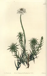 Langbladet sphenotoma, Sphenotoma capitatum. Håndfarget kobberstikk av S. Watts etter en illustrasjon av Miss Sarah Drake fra Sydenham Edwards' Botanical Register, Ridgeway, London