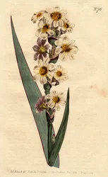 Marica har hvite, gulstripete blomster og lilla linjer. Stripete blomstret marica med hvite, gule og rene stripete blomster. Marica striata. Håndfarget kobberstikk fra en botanisk illustrasjon av Sydenham Edwards fra William Curtis "" B