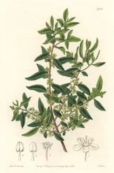 Maytenus boaria (maiten), endemisk til Sentral- og Sør-Amerika - Strong water av S. Watts fra en illustrasjon av Sarah Anne Drake (1803-1857), fra Botanical Register