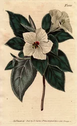 Melhania Saint Helena med hvite blomster.St. Helena Rødt tre med hvite blomster. Melhania erythroxylon. Håndfarget kobberstikk fra en botanisk illustrasjon av Sydenham Edwards fra William Curtis