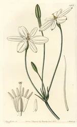 Meksikansk stjerne - Meksikansk stjerne eller snøhvit milla, Milla biflora. Håndfarget kobberstikk av S. Watts etter en illustrasjon av Miss Sarah Drake fra Sydenham Edwards