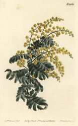 Mimosa - Dunete, Acacia pubescens, sårbar (Hårstammet mimosa, Mimosa pubescens). Håndfarget kobberstikkgravering av F. Sansom Jr. etter en illustrasjon av Sydenham Edwards fra William Curtis 