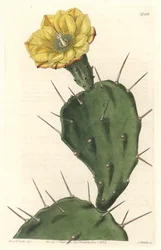 Monacanth Pactus, blomstrende kaktus, hjemmehørende i Sør-Amerika - Strong water av S. Watts fra en illustrasjon av Sarah Anne Drake (1803-1857), fra Botanical Register