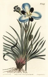 Sørgeblomstret aristea, Aristea lugens (Aristea melaleuca). Håndfarget kobberstikk av F. Sansom Jr. etter en illustrasjon av Sydenham Edwards fra William Curtis' Botanical Magazine, T. Curtis, London