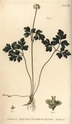 Moskusrot, Adoxa moschatellina, Tetragynia, blomst 1 og pistilla 2,3. Håndfarget kobberstikk av F. Sansom av en botanisk illustrasjon av Sydenham Edwards for William Curtis' Lectures on Botany, som ble levert i Botanic Garden at Lambeth