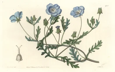 Namophile maculee, opprinnelig fra California - Water forte av S. Watts fra en illustrasjon av Sarah Anne Drake (1803-1857), fra Botanical Register