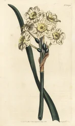 Narcissus en bukett - Buntblomstret påskelilje, Narcissus tazetta (Blek-cupped white garden narcissus; Narcissus orientalis) - Håndfarget kobberstikk av F. Sansom Jr. etter en illustrasjon av Sydenham Edwards fra William Curtis' Botanical Magaz
