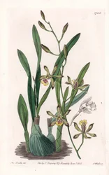 Orchid: epidendre grele - Gravert tavle av S.Watts, fra en illustrasjon av Sarah Anne Drake (1803-1857), fra Botanical Register of Sydenham Edwards (1768-1819), England