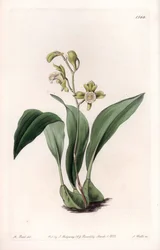 Orchid: maxillary a bunches - Gravert tavle av S.Watts, fra en illustrasjon av Sarah Anne Drake (1803-1857), fra Botanical Register of Sydenham Edwards (1768-1819), England