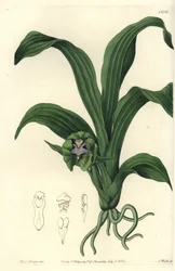 Orkidé variete - Pabstia viridis orkidé (Grønn maxillaria, Maxillaria viridis). Håndfarget kobberstikk av S. Watts etter en illustrasjon av Miss Sarah Drake fra Sydenham Edwards' Botanical Register, Ridgeway, London