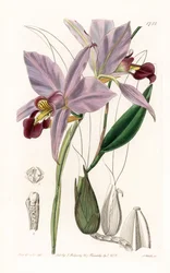 Orchid: variete de laelia - Plate gravert av S.Watts, fra en illustrasjon av Sarah Anne Drake (1803-1857), fra Botanical Register of Sydenham Edwards (1768-1819), England