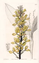 Orchid: variete of govenia - Plate gravert av S.Watts, fra en illustrasjon av Sarah Anne Drake (1803-1857), fra Botanical Register of Sydenham Edwards (1768-1819), England