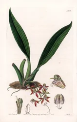 Orkidé: variant av macradenia, hjemmehørende i Guyana - Plate gravert av S.Watts, fra en illustrasjon av Sarah Anne Drake (1803-1857), fra Botanical Register of Sydenham Edwards (1768-1819), England