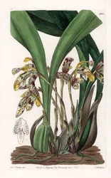 Orkidé: variant av maxillaria, hjemmehørende i Sør-Amerika - Plate gravert av S.Watts, basert på en illustrasjon av Sarah Anne Drake (1803-1857), fra Botanical Register of Sydenham Edwards (1768-1819), England