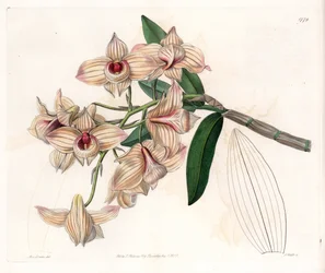 Orkidé: variant av Dendrobium - Plate gravert av S.Watts, fra en illustrasjon av Sarah Anne Drake (1803-1857), fra Botanical Register of Sydenham Edwards (1768-1819), England