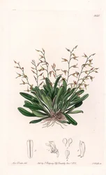 Orchid: variety of epidendre - Plate gravert av S.Watts, fra en illustrasjon av Sarah Anne Drake (1803-1857), fra Botanical Register of Sydenham Edwards (1768-1819), England