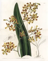 Orchid: variasjon av epidendrum - Plate gravert av S.Watts, fra en illustrasjon av Sarah Anne Drake (1803-1857), fra Botanical Register of Sydenham Edwards (1768-1819), England