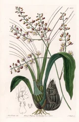 Orchid: variasjon av eulophia - Plate gravert av S.Watts, fra en illustrasjon av Sarah Anne Drake (1803-1857), fra Botanical Register of Sydenham Edwards (1768-1819), England