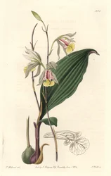 Orchidee, American Bletia - Water Forte av S. Watts fra en illustrasjon av T. Holland, fra Botanical Register