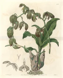 Orchidee Catasetum, hjemmehørende i Brasil - Water forte av S. Watts fra en illustrasjon av Miss MA Huntley, fra Botanical Register