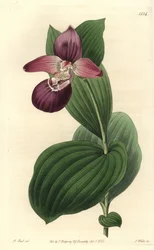 Orchidee tresko av Venus har store blomster - storblomstret cypripedium eller storblomstret dametøffelorkidé, Cypripedium macranthos. Håndfarget kobberstikk av S. Watts etter en illustrasjon av M. Hart fra Sydenham Edwards