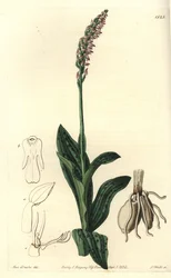 Orchidee neotine - Tettblomstret orkidé, Neotinea maculata (En-størrelse aceras, Aceras secundiflora). Håndfarget kobberstikk av S. Watts etter en illustrasjon av Miss Sarah Drake fra Sydenham Edwards' Botanical Register, Ridgeway, London