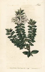 Ouessant myrt eller elliptisk veronica - Cross-leaved speedwell, Veronica decussata. Håndfarget kobberstikk av Sansom etter en illustrasjon av Sydenham Edwards fra William Curtis' Botanical Magazine, London